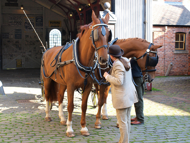 Horse Whisperer and Human Language